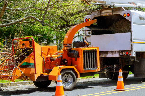 Best Tree Removal Near Me  in Cottonwood Shores, TX